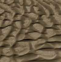 Martian Crater Dune Field