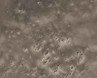 Cydonia