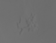 Fig. 3 All Clean