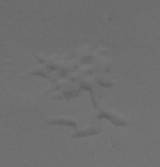 Fig. 4 Rotated and Enlarged